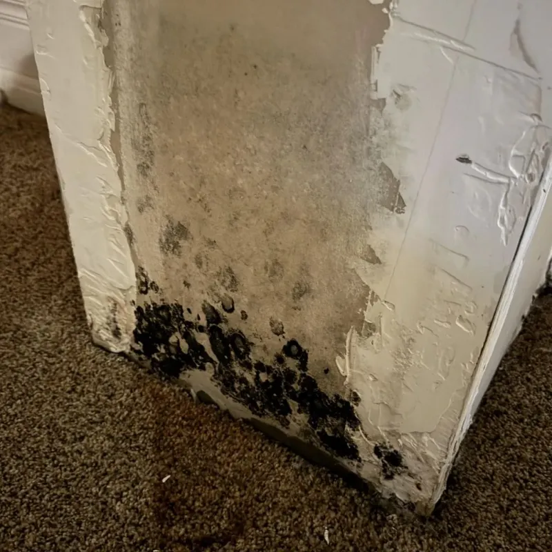 Professional Mold Removal in Due West, SC